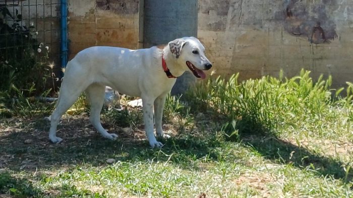Lulù cagnolina meravigliosa - media 5