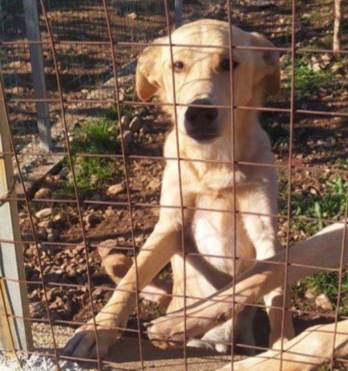 Speck 2anni,dopo 1anno di recinto è finito in canile.COSENZA