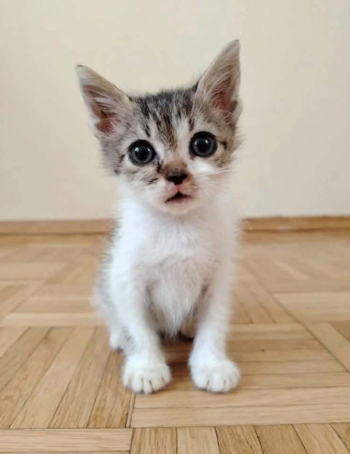 Volete un coccolone scegliete Milo!!!