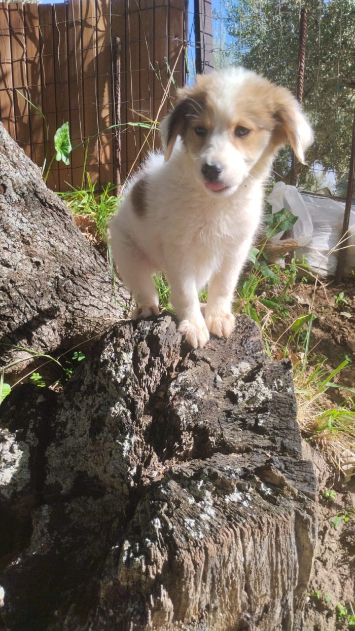 🌸CUCCIOLA NOCE CERCA LA SUA FAMIGLIA🏠 - media 8