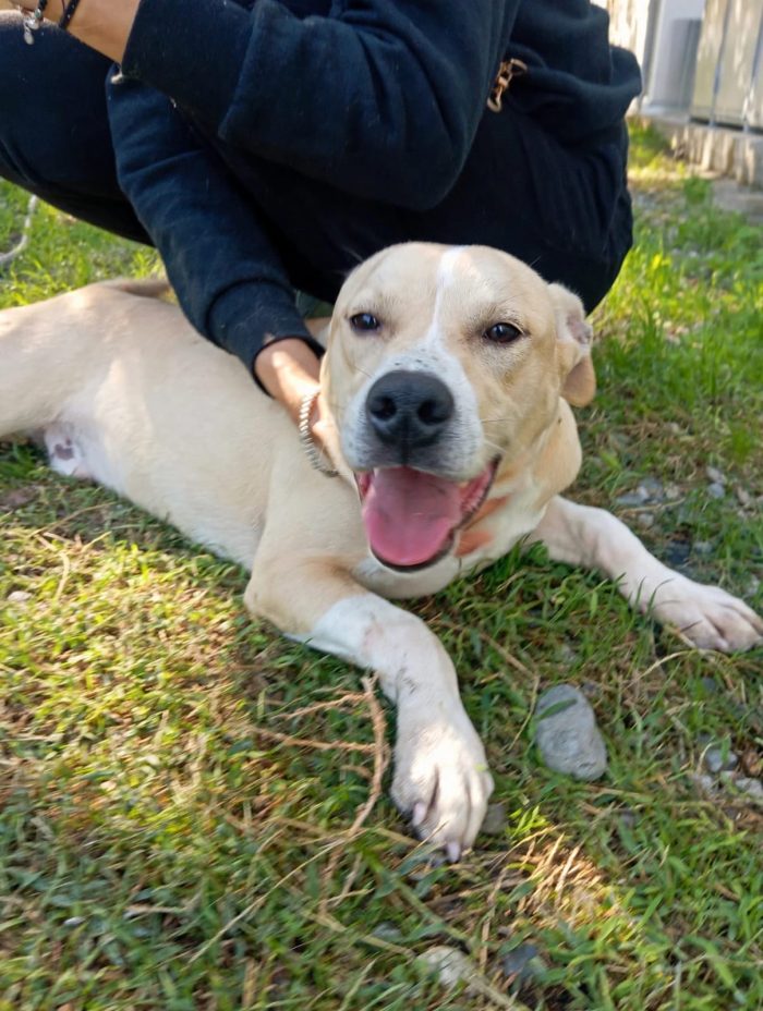 🧡 FURY, 6 MESI E UNA SIMPATIA TRAVOLGENTE! - media 5
