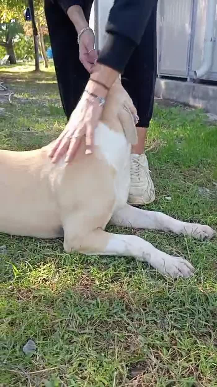 🧡 FURY, 6 MESI E UNA SIMPATIA TRAVOLGENTE! - media 10