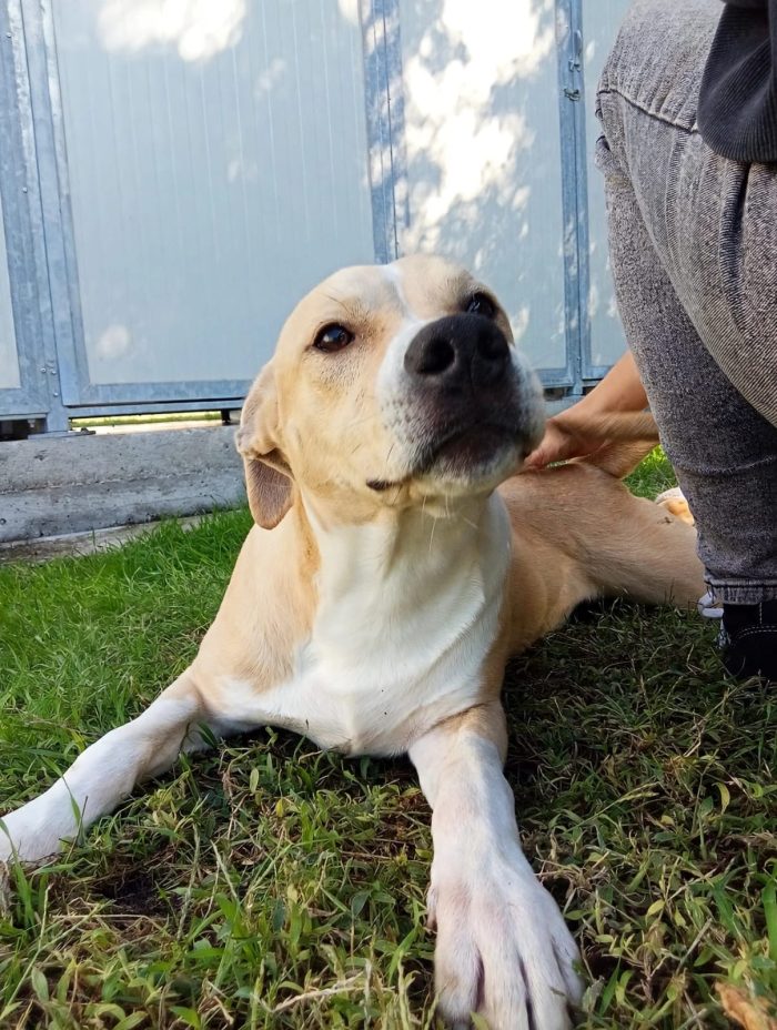 🧡 FURY, 6 MESI E UNA SIMPATIA TRAVOLGENTE! - media 7