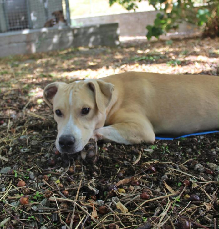 🧡 FURY, 6 MESI E UNA SIMPATIA TRAVOLGENTE!