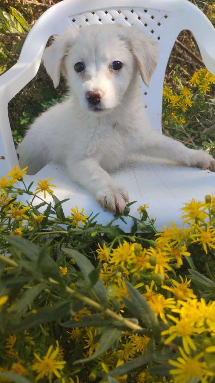 🌸CUCCIOLA SOLE CERCA LA SUA FAMIGLIA🏠