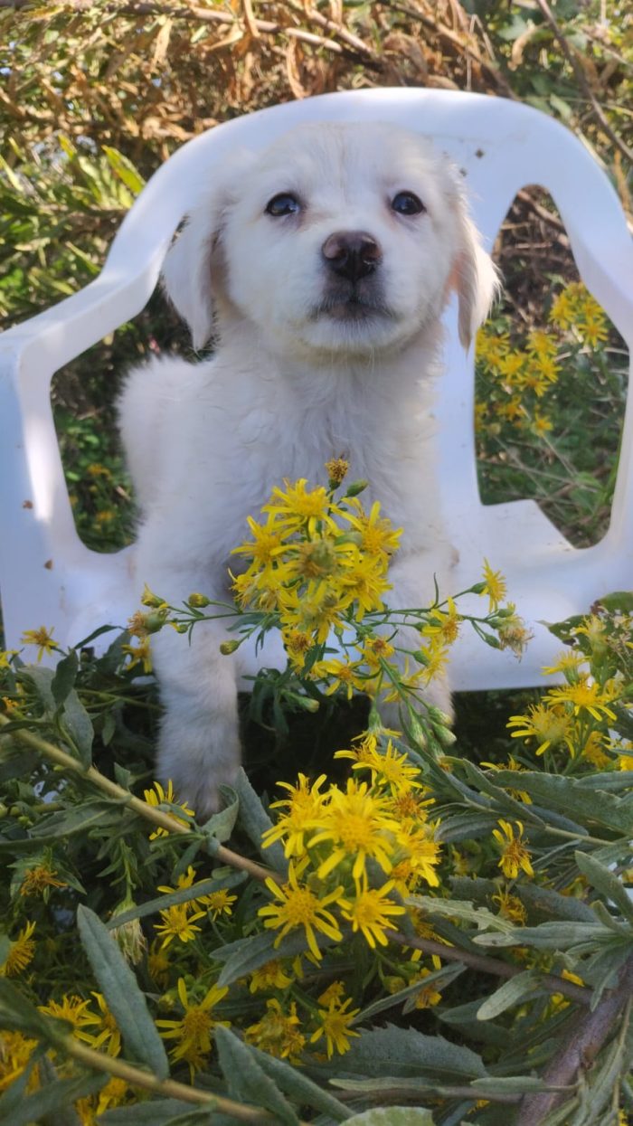 🌸CUCCIOLA SOLE CERCA LA SUA FAMIGLIA🏠