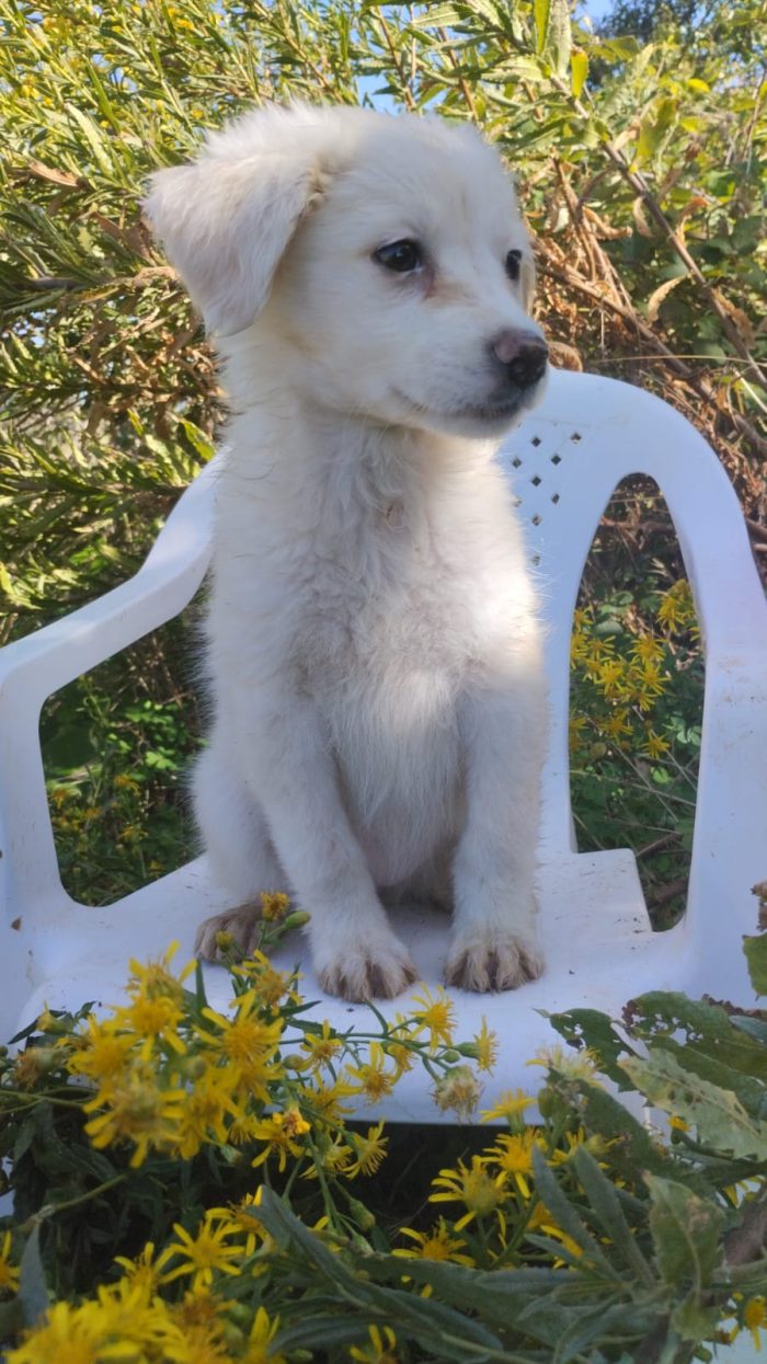 🌸CUCCIOLA SOLE CERCA LA SUA FAMIGLIA🏠 - media 7
