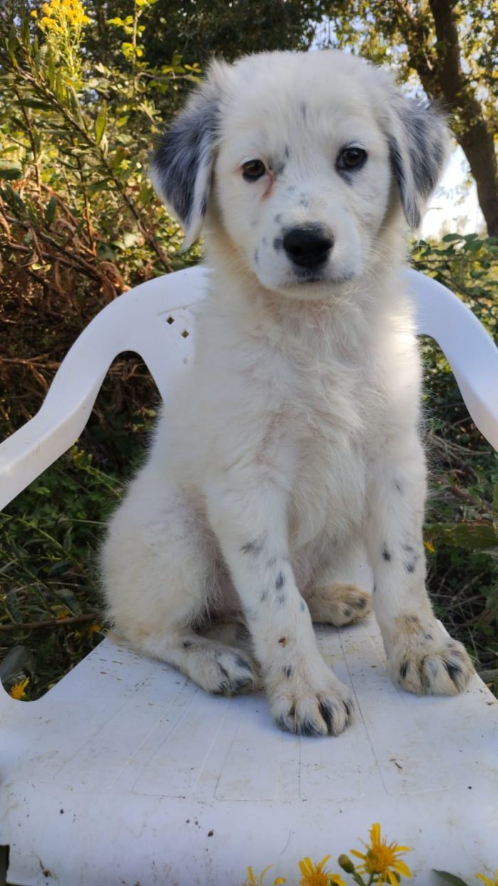 💙CUCCIOLO PLUTO CERCA LA SUA CASA🏠