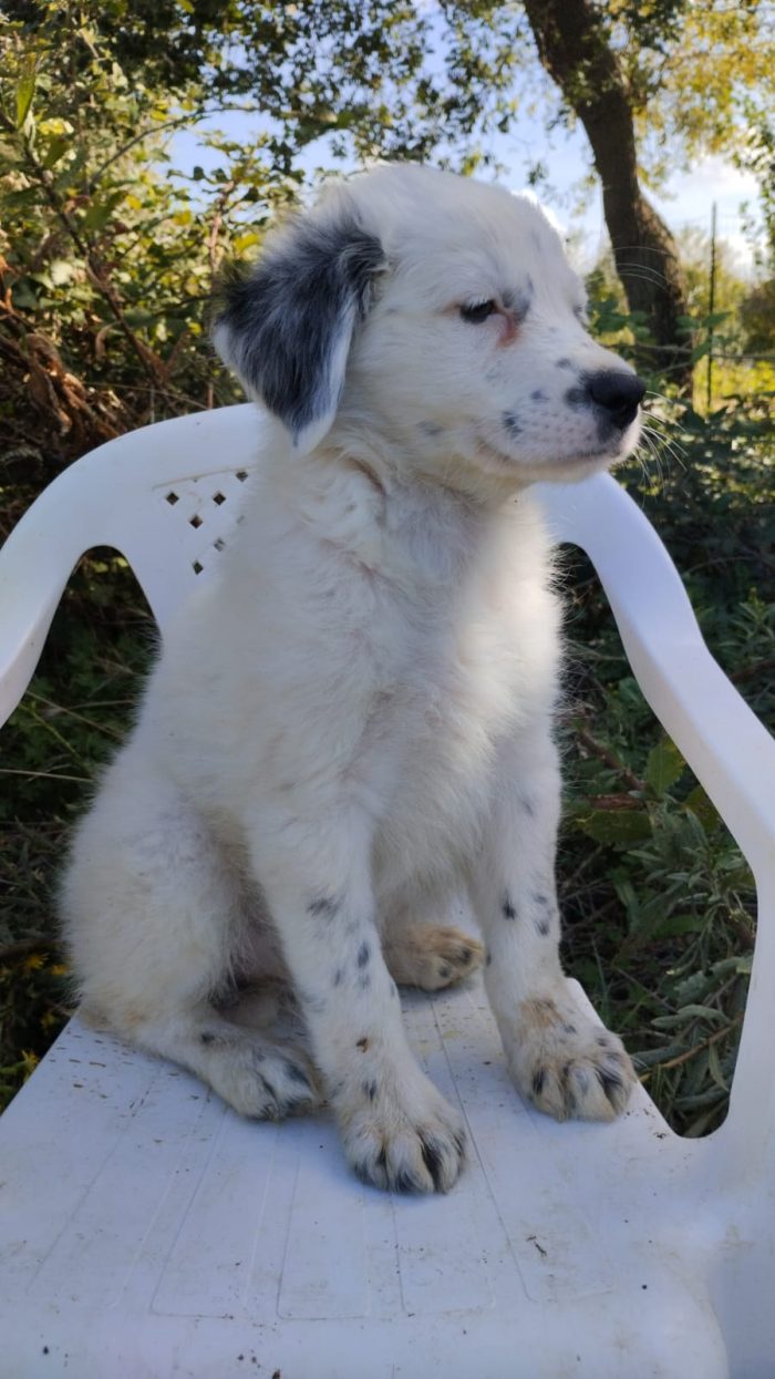 💙CUCCIOLO PLUTO CERCA LA SUA CASA🏠