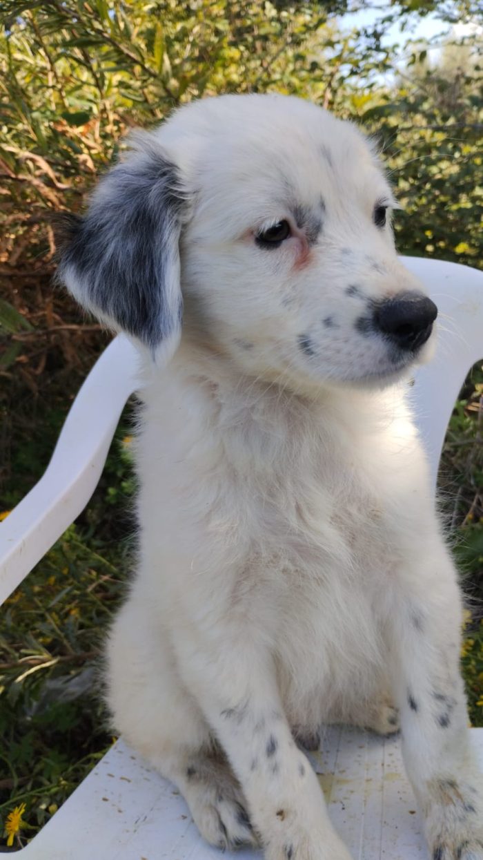 💙CUCCIOLO PLUTO CERCA LA SUA CASA🏠 - media 5