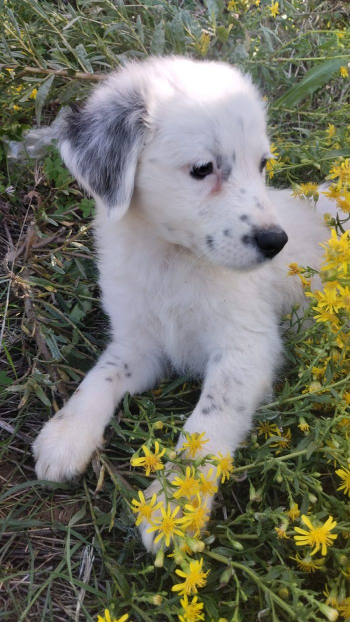 💙CUCCIOLO PLUTO CERCA LA SUA CASA🏠 - media 6