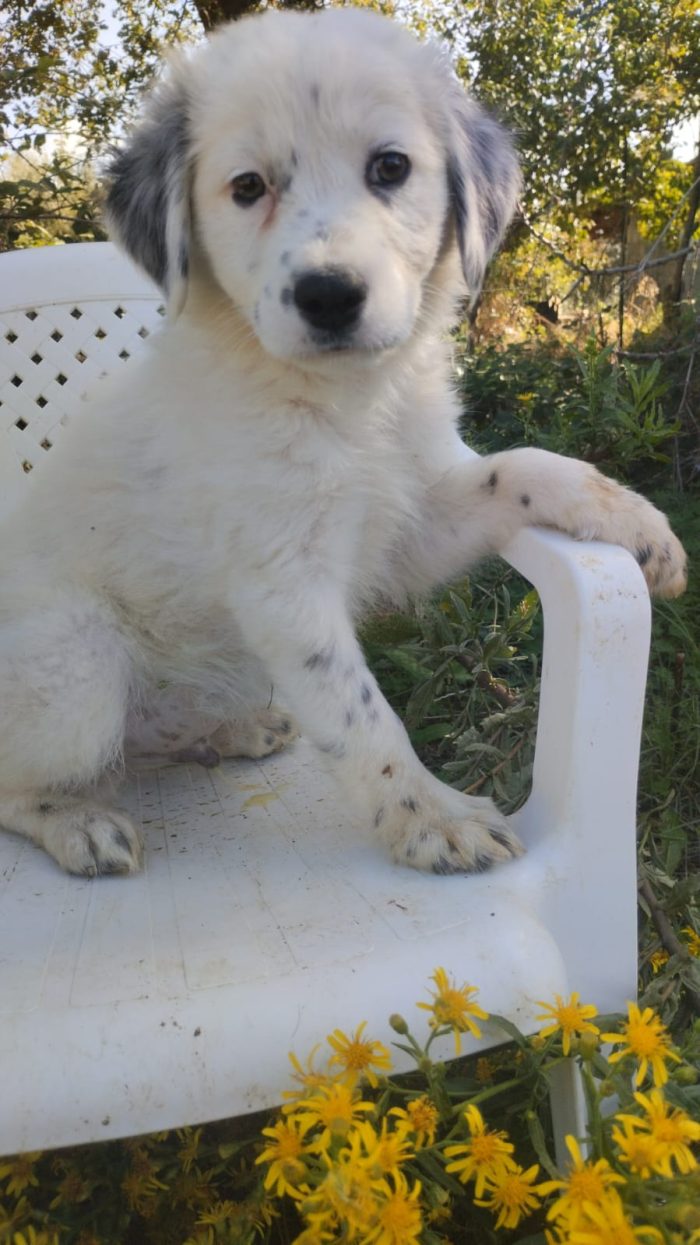 💙CUCCIOLO PLUTO CERCA LA SUA CASA🏠 - media 8