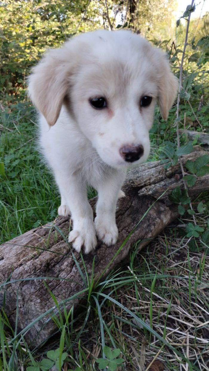 💙CUCCIOLO MIRTILLO CERCA LA SUA FAMIGLIA🏠