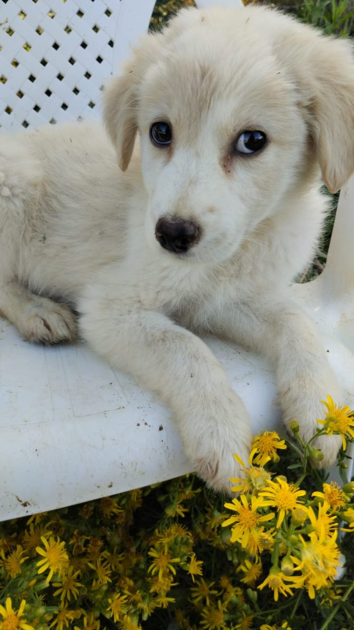 💙CUCCIOLO MIRTILLO CERCA LA SUA FAMIGLIA🏠