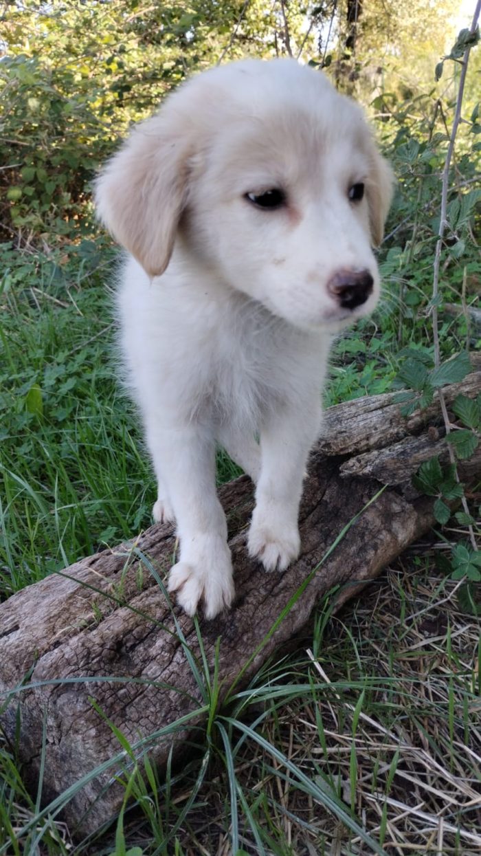 💙CUCCIOLO MIRTILLO CERCA LA SUA FAMIGLIA🏠 - media 5