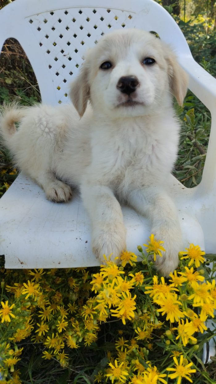 💙CUCCIOLO MIRTILLO CERCA LA SUA FAMIGLIA🏠