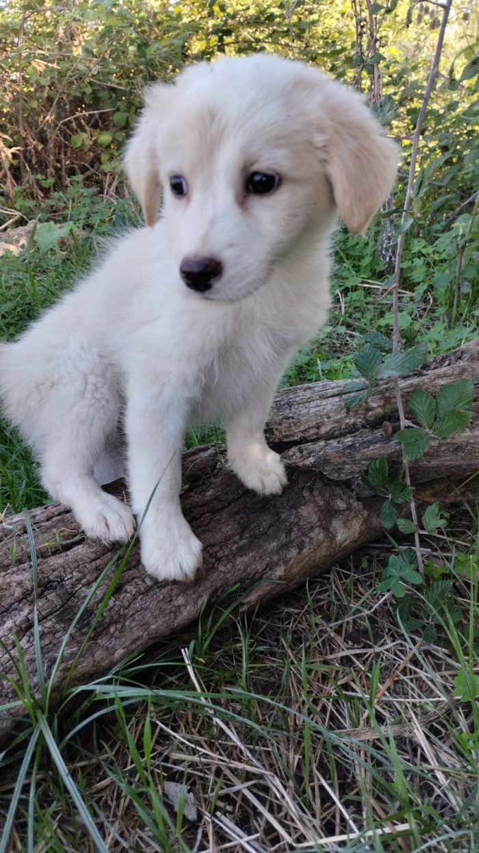 💙CUCCIOLO MIRTILLO CERCA LA SUA FAMIGLIA🏠 - media 4