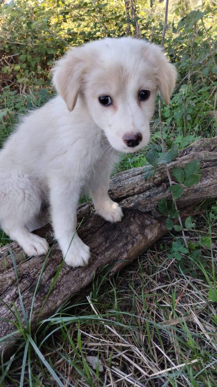 💙CUCCIOLO MIRTILLO CERCA LA SUA FAMIGLIA🏠 - media 7