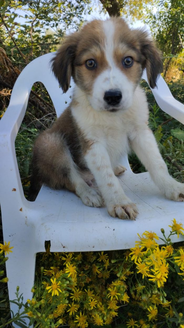 💙CUCCIOLO OLLIE CERCA CASA🏠