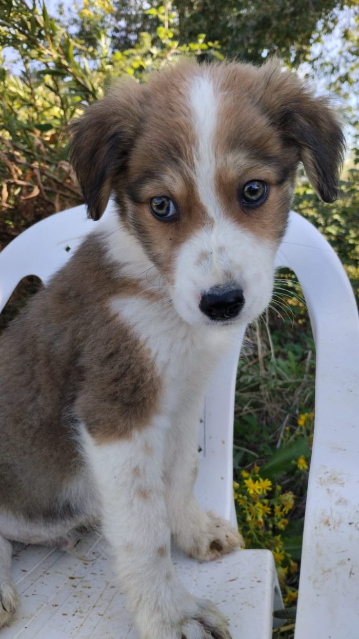 💙CUCCIOLO OLLIE CERCA CASA🏠 - media 4