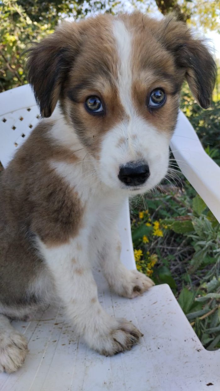 💙CUCCIOLO OLLIE CERCA CASA🏠 - media 6