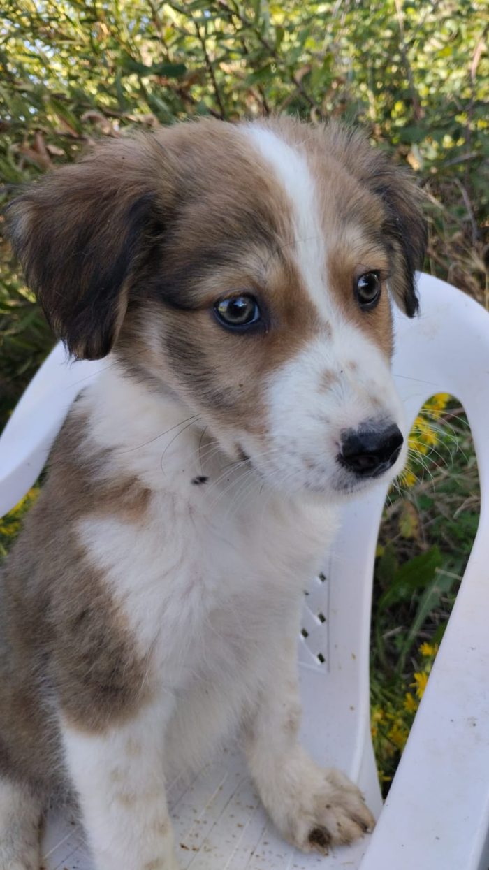 💙CUCCIOLO OLLIE CERCA CASA🏠 - media 7