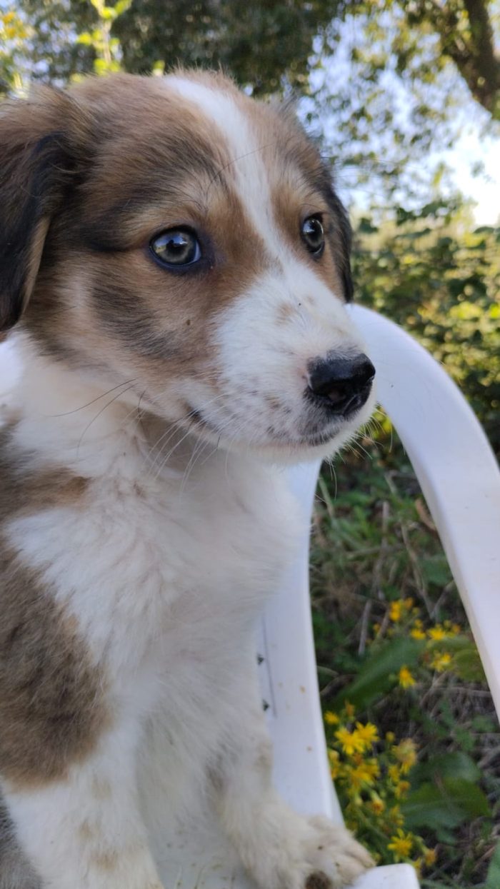 💙CUCCIOLO OLLIE CERCA CASA🏠 - media 5