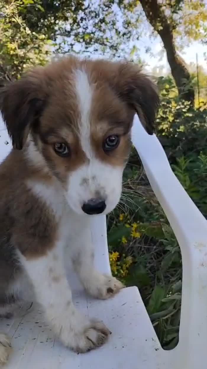 💙CUCCIOLO OLLIE CERCA CASA🏠 - media 10