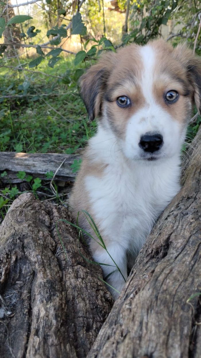 💙CUCCIOLO OLLIE CERCA CASA🏠 - media 8