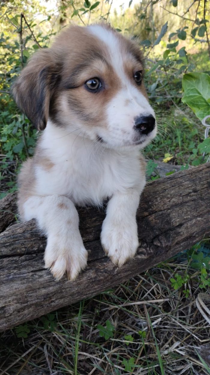 💙CUCCIOLO OLLIE CERCA CASA🏠 - media 9