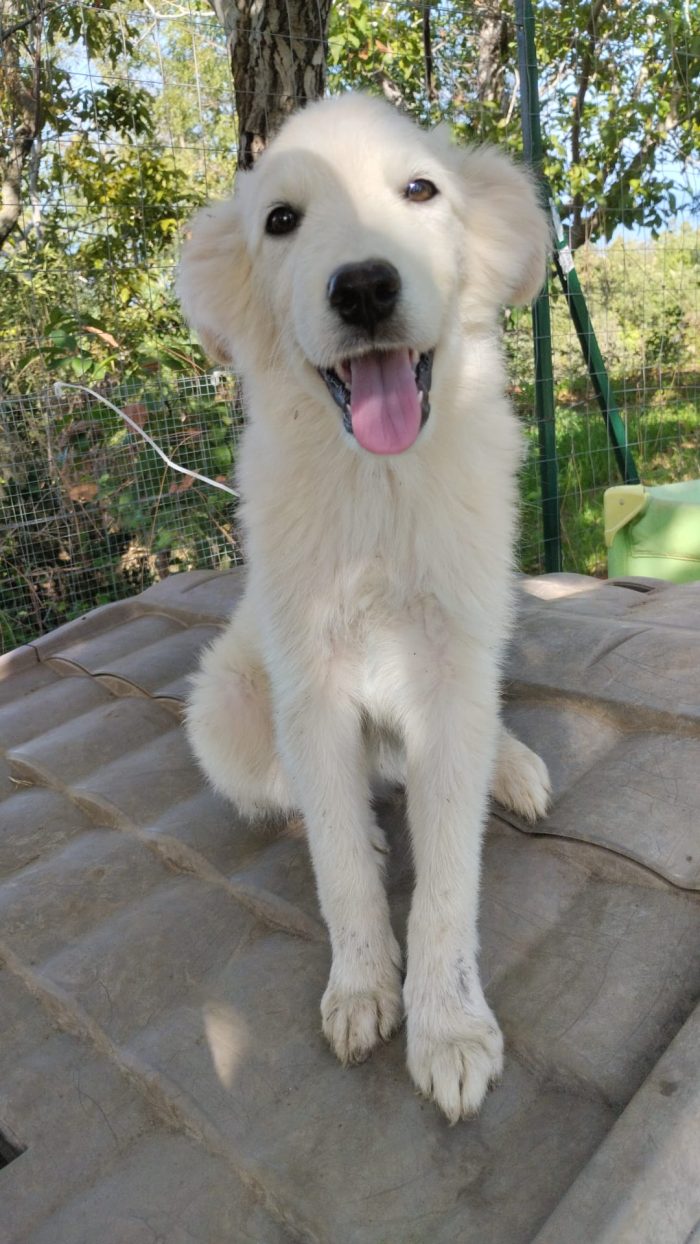 Winston splendido dolce cucciolo cerca casa