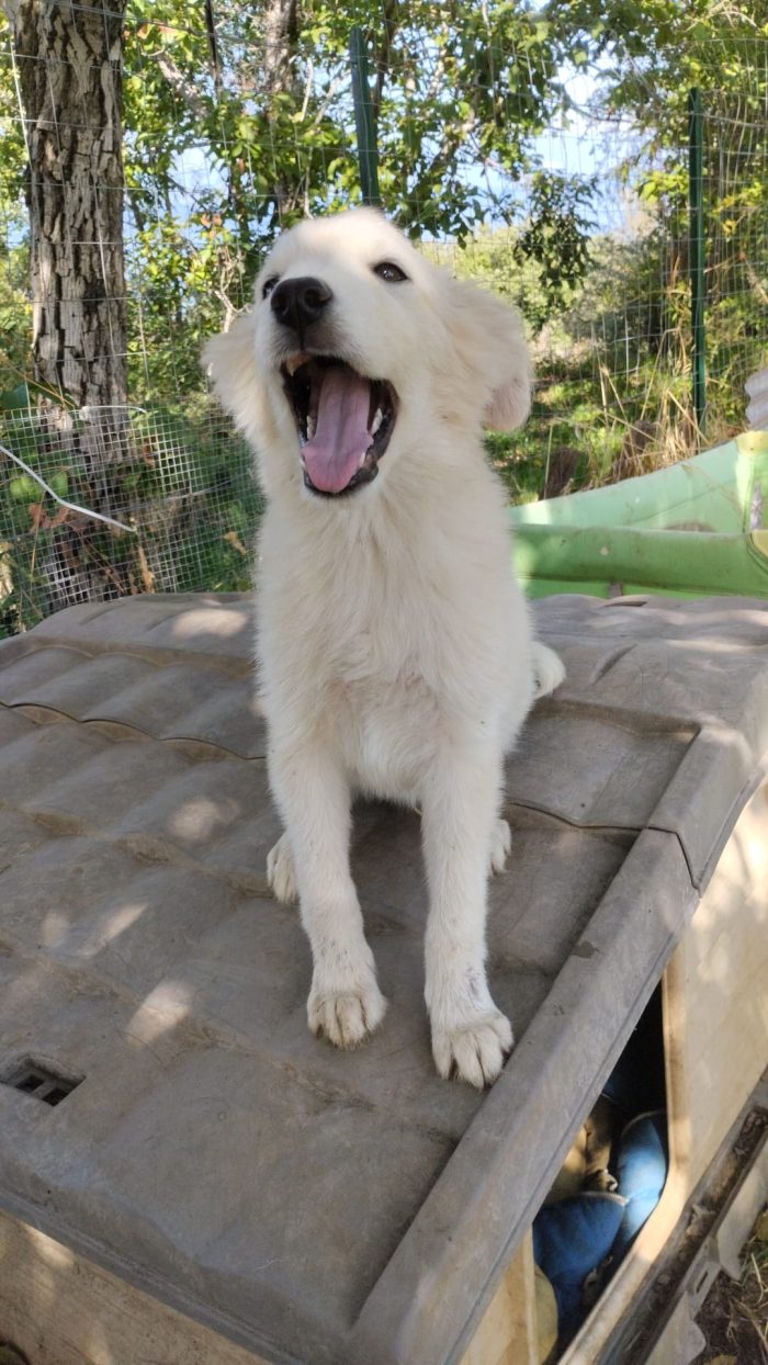 Winston splendido dolce cucciolo cerca casa