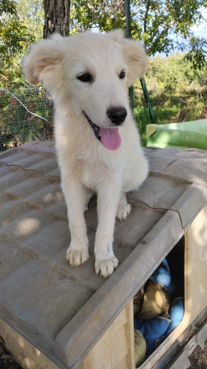 Winston splendido dolce cucciolo cerca casa