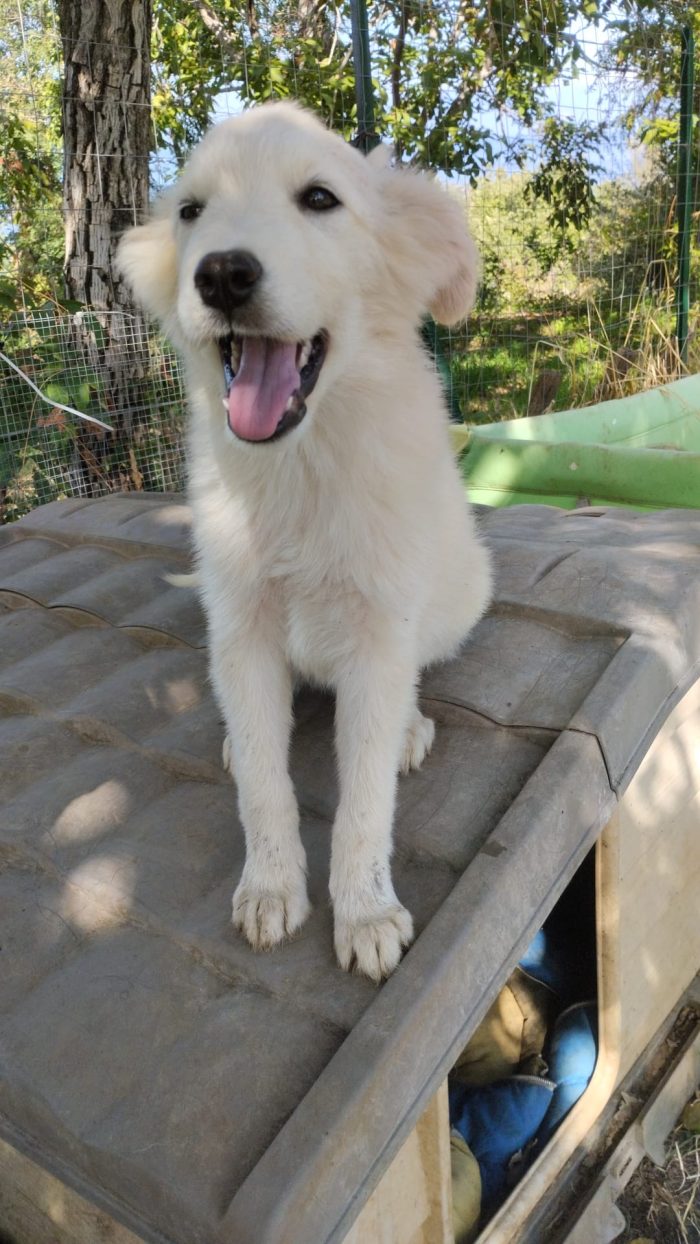 Winston splendido dolce cucciolo cerca casa - media 4