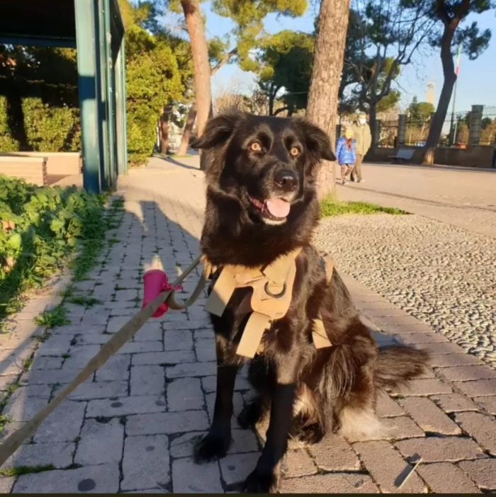 CERCHIAMO UNA NUOVA FAMIGLIA PER ELLIE
