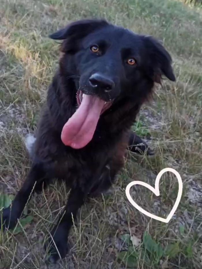 CERCHIAMO UNA NUOVA FAMIGLIA PER ELLIE