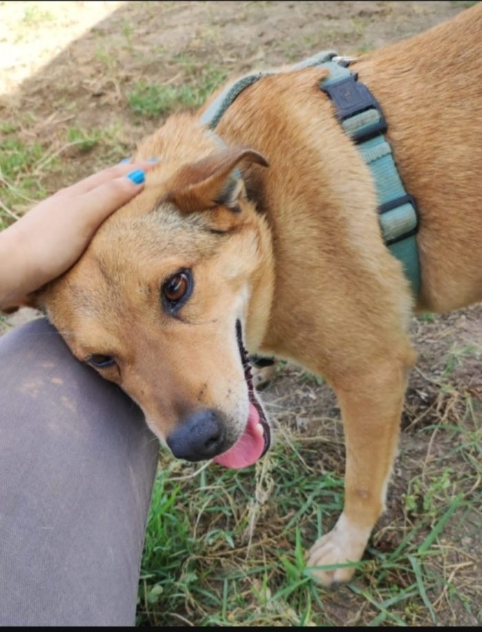 Bruno 5/6anni fu rinchiuso in 1bidone x farlo morire...NAPOLI - media 5