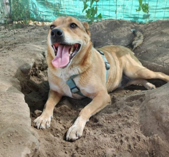 Bruno 5/6anni fu rinchiuso in 1bidone x farlo morire...NAPOLI - media 4