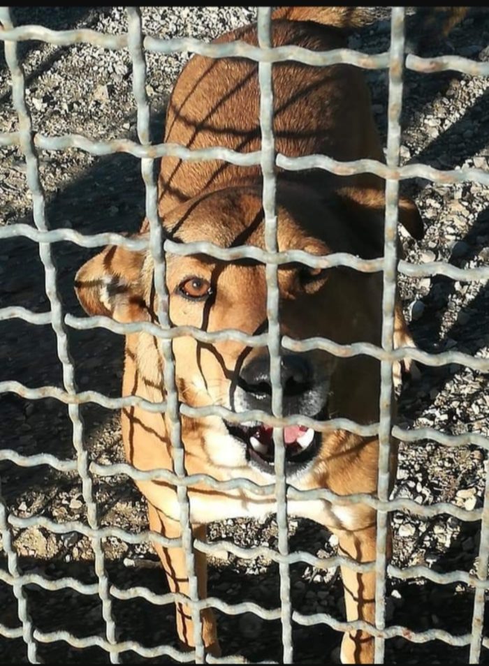 Bruno 5/6anni fu rinchiuso in 1bidone x farlo morire...NAPOLI - media 6