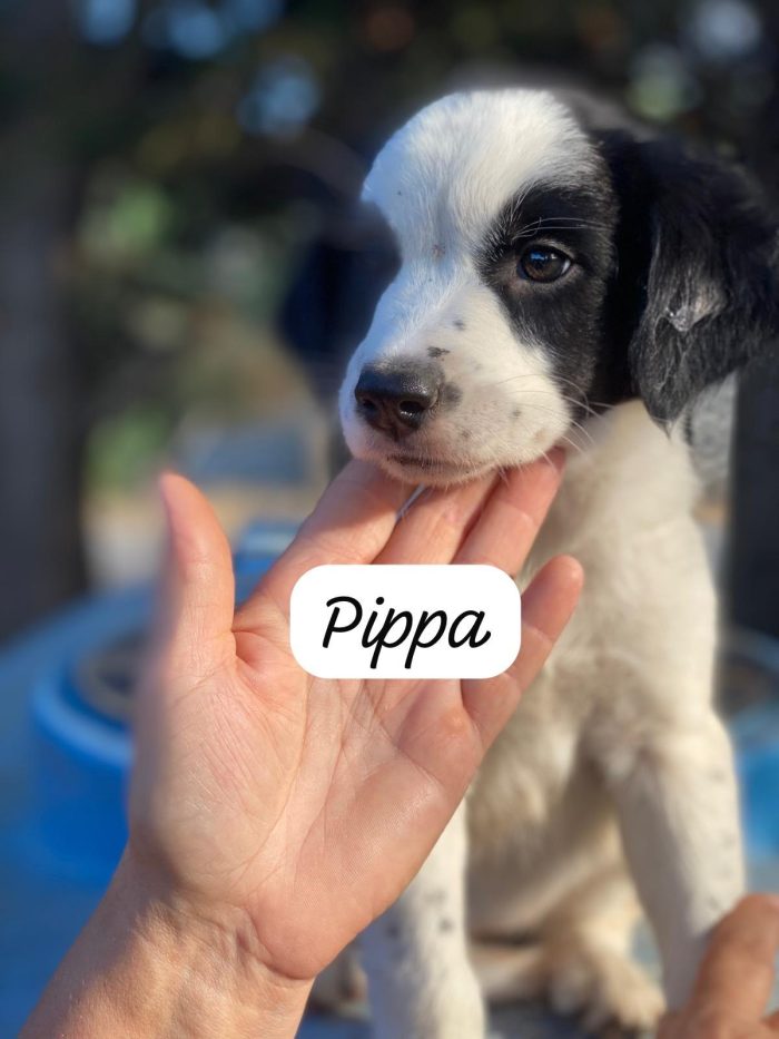 3 cuccioli 3mesi tg media contenuta PALERMO.SOS ABBANDONI