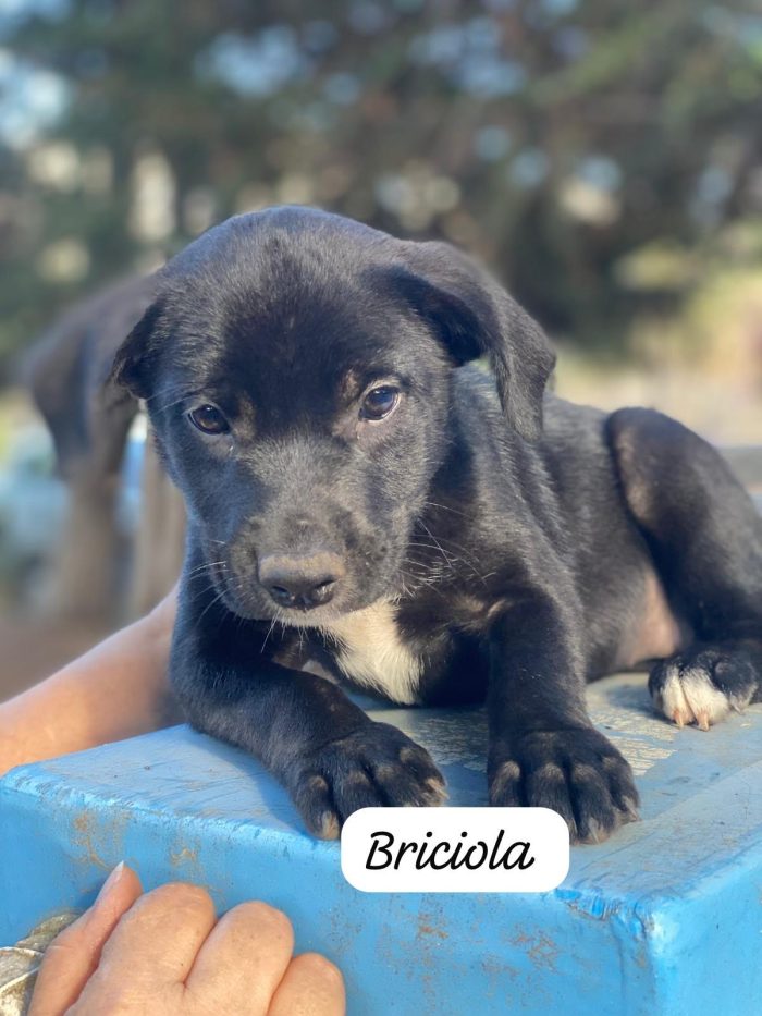 3 cuccioli 3mesi tg media contenuta PALERMO.SOS ABBANDONI