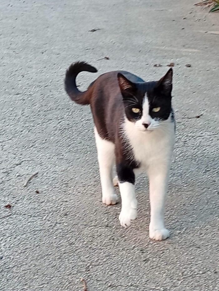 SILVESTRO UNO DEI 12 GATTI DI ROSA