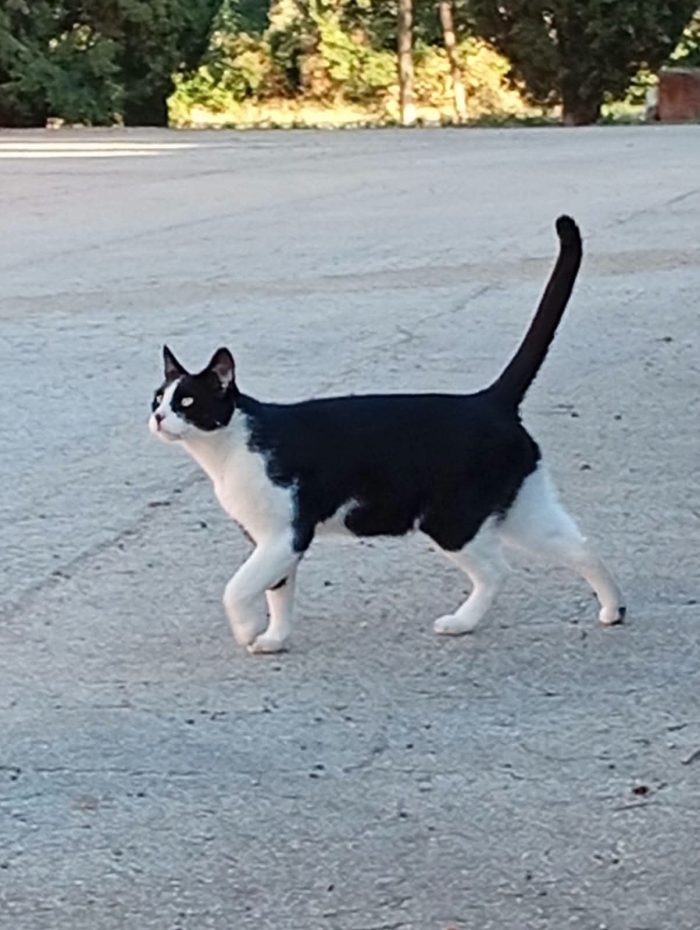 SILVESTRO UNO DEI 12 GATTI DI ROSA