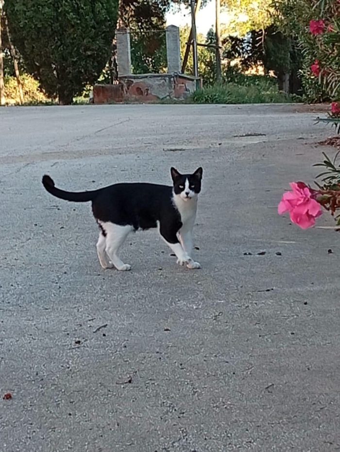 SILVESTRO UNO DEI 12 GATTI DI ROSA