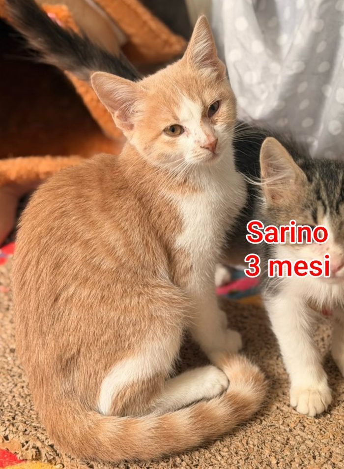 Miciottini bellissimi