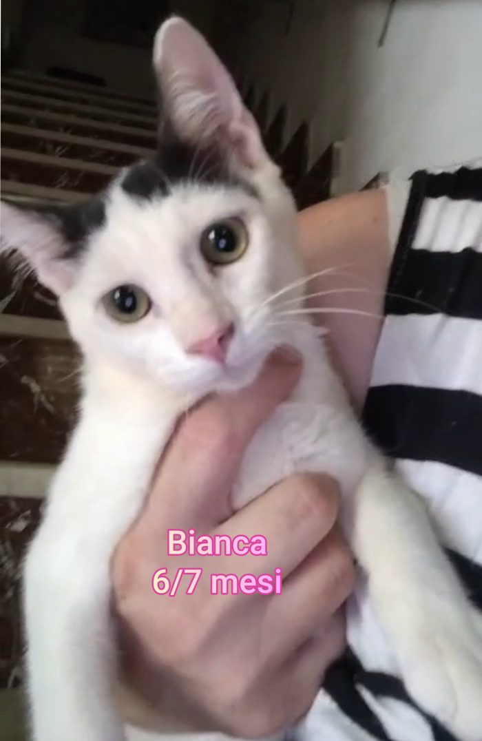 Miciottini bellissimi - media 4