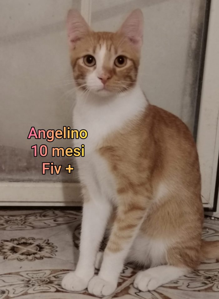 Miciottini bellissimi - media 10