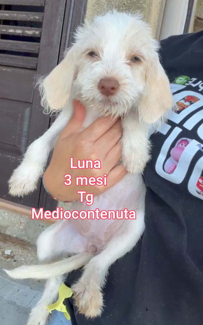 Emergenza cucciolotti