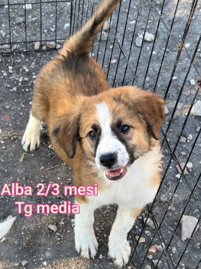 Emergenza cucciolotti - media 4