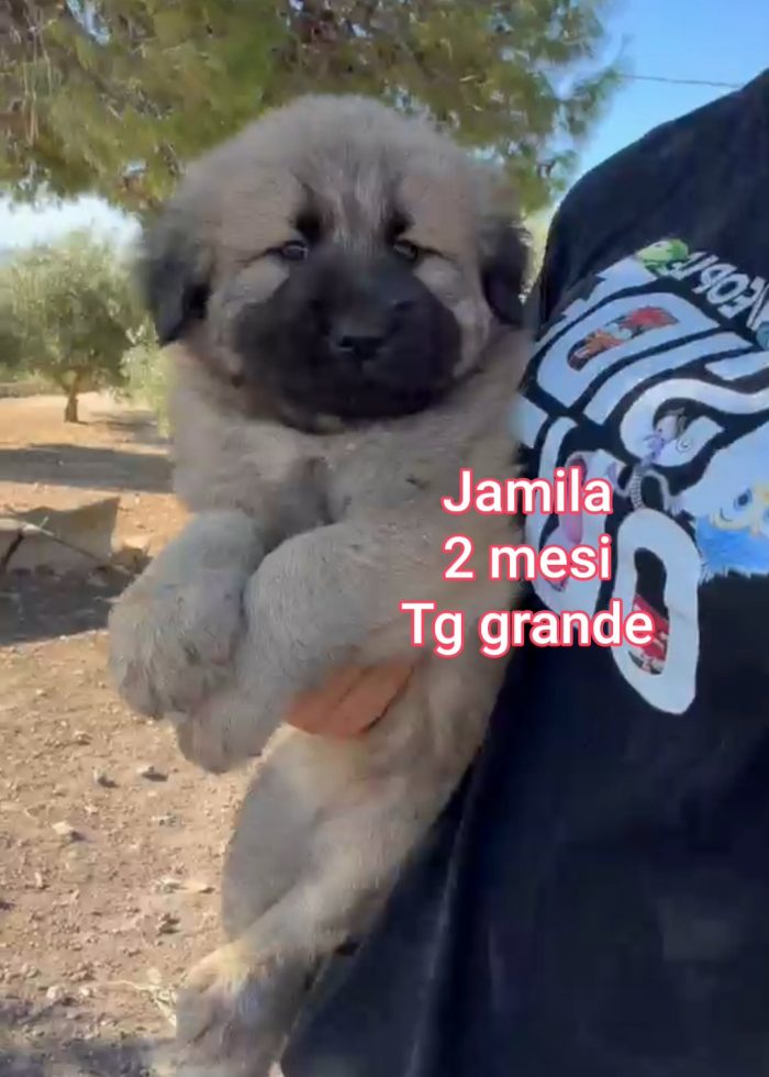 Cucciole simil caucaso